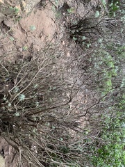 Hymenolepis