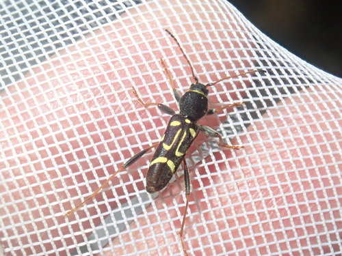 Round-necked Longhorn Beetle photo 6