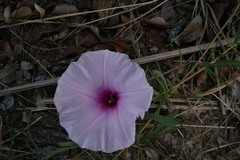 Ipomoea bolusiana