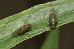 Notiphila