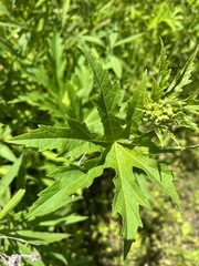 Napaea dioica