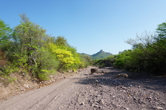 Diphysa occidentalis