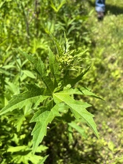 Napaea dioica