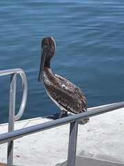Pelecanus occidentalis