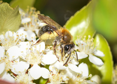 Andrena fucata