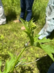 Napaea dioica