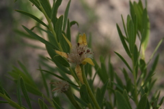 Lasiosiphon kraussianus