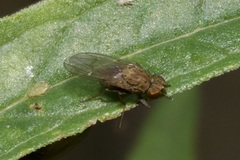Notiphila