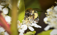 Andrena fucata