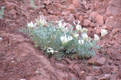 Astragalus helmii