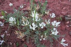 Astragalus helmii