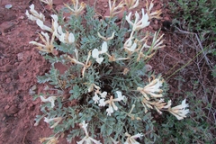 Astragalus helmii