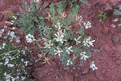 Astragalus helmii
