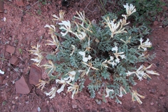Astragalus helmii