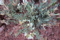 Astragalus helmii