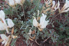 Astragalus helmii
