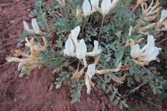 Astragalus helmii