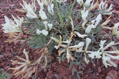 Astragalus helmii