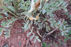 Astragalus helmii
