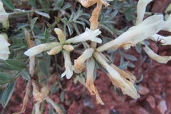 Astragalus helmii