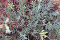 Astragalus helmii