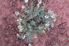 Astragalus helmii
