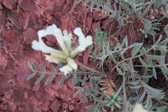 Astragalus helmii