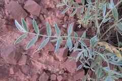 Astragalus helmii
