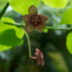 Euonymus occidentalis occidentalis
