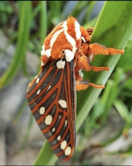 Citheronia azteca