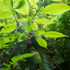 Euonymus occidentalis occidentalis