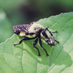 Laphria grossa