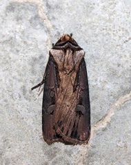 Agrotis volubilis