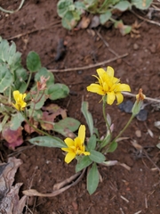 Nothocalais troximoides