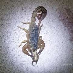 Hottentotta hottentotta