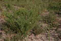 Lasiosiphon kraussianus