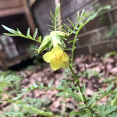 Polemonium pauciflorum