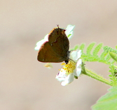 Callophrys