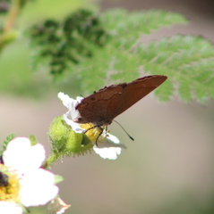 Callophrys