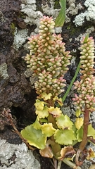 Umbilicus horizontalis