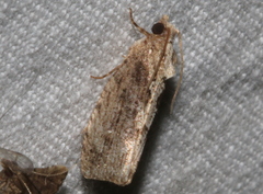 Oxysemaphora notialis