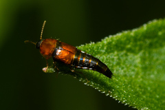 Tachyporus dispar