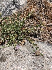 Monardella australis