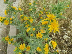 Scolymus hispanicus