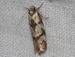 Palimmeces variegata
