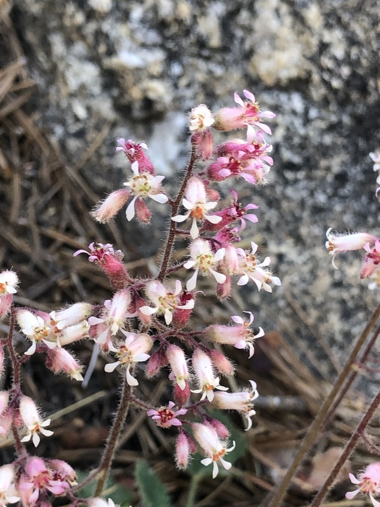 shaggy-haired alumroot