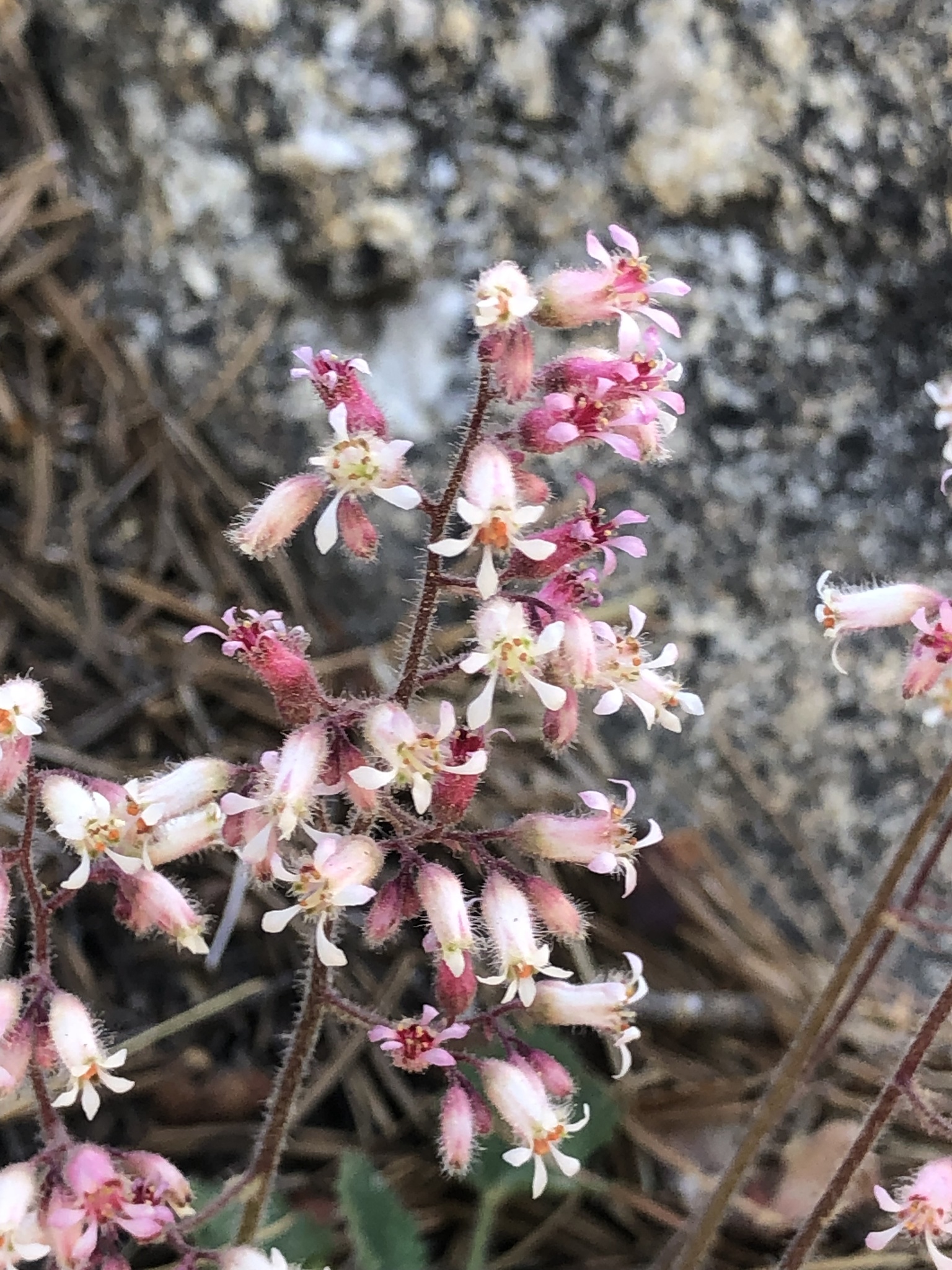 Heuchera hirsutissima