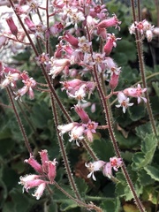 Heuchera hirsutissima