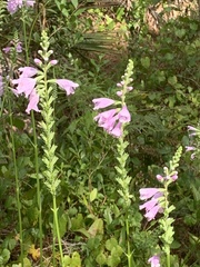 Physostegia purpurea