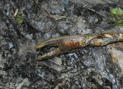 Austropotamobius pallipes